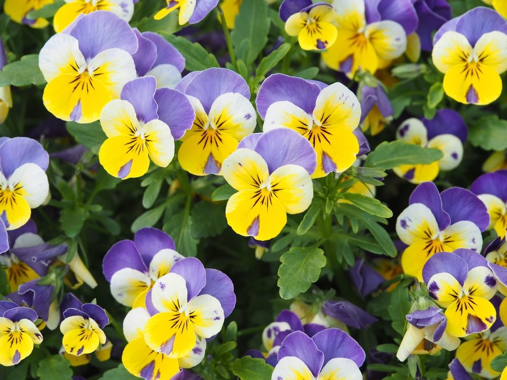 quand et comment planter des pensées