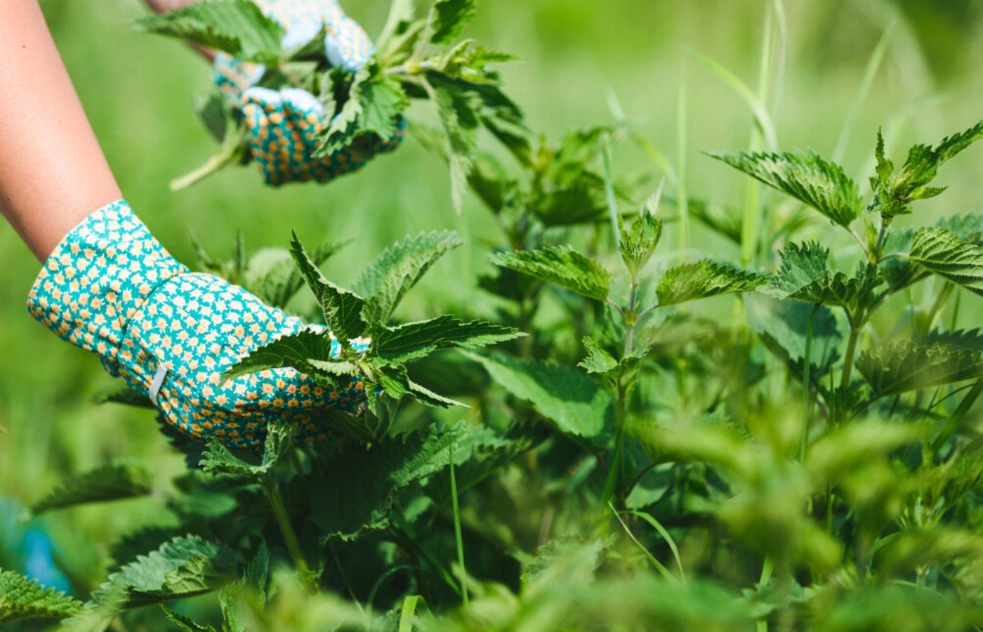 7 astuces naturelles contre les orties