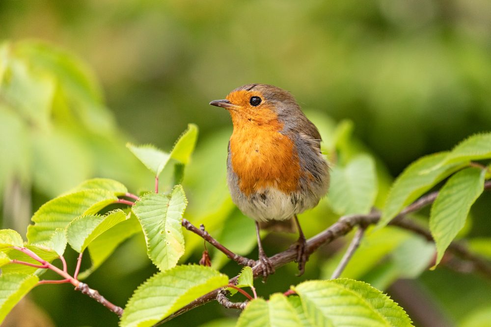 haie de jardin attire la biodiversité