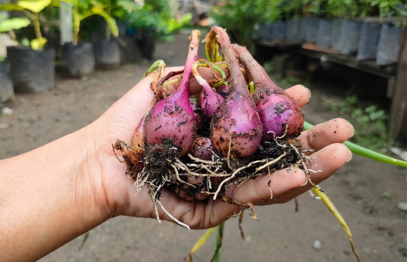 quand planter échalotes