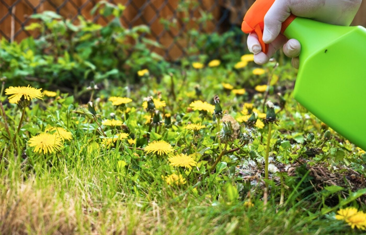 comment se debarrasser pissenlits