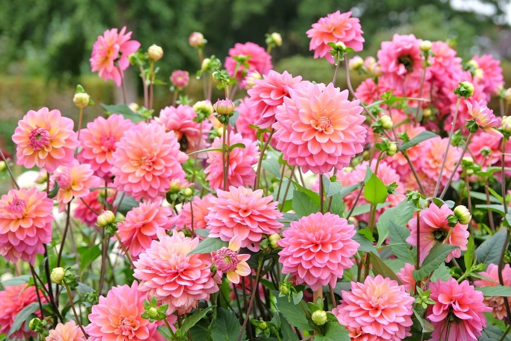 quand planter dahlias jardin