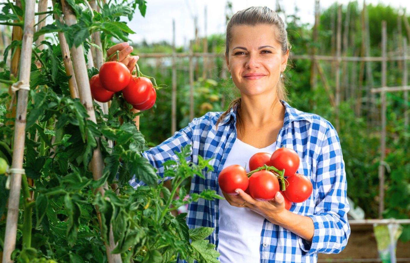 potager productif avril