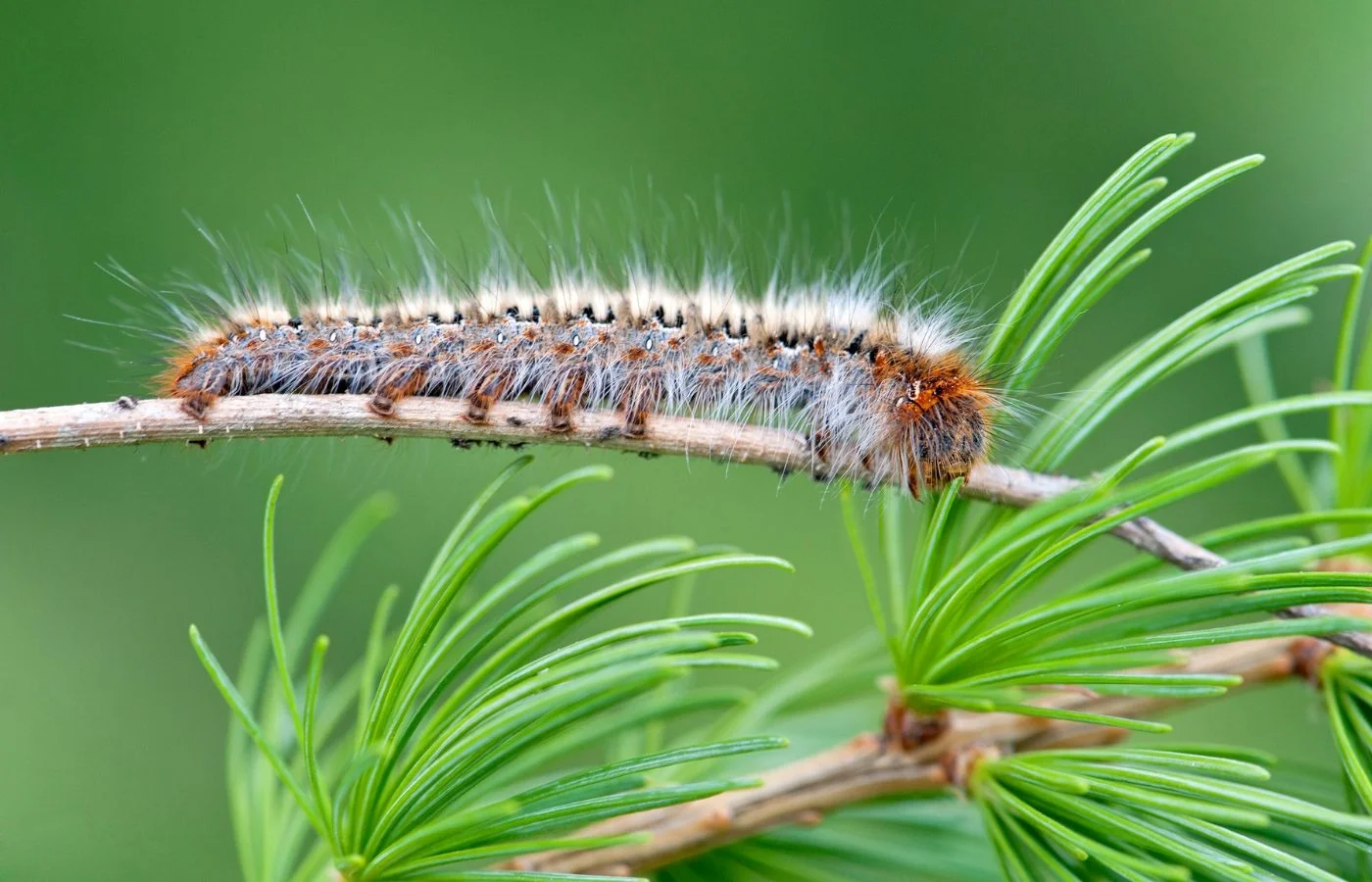 meilleures solutions contre chenilles processionnaires