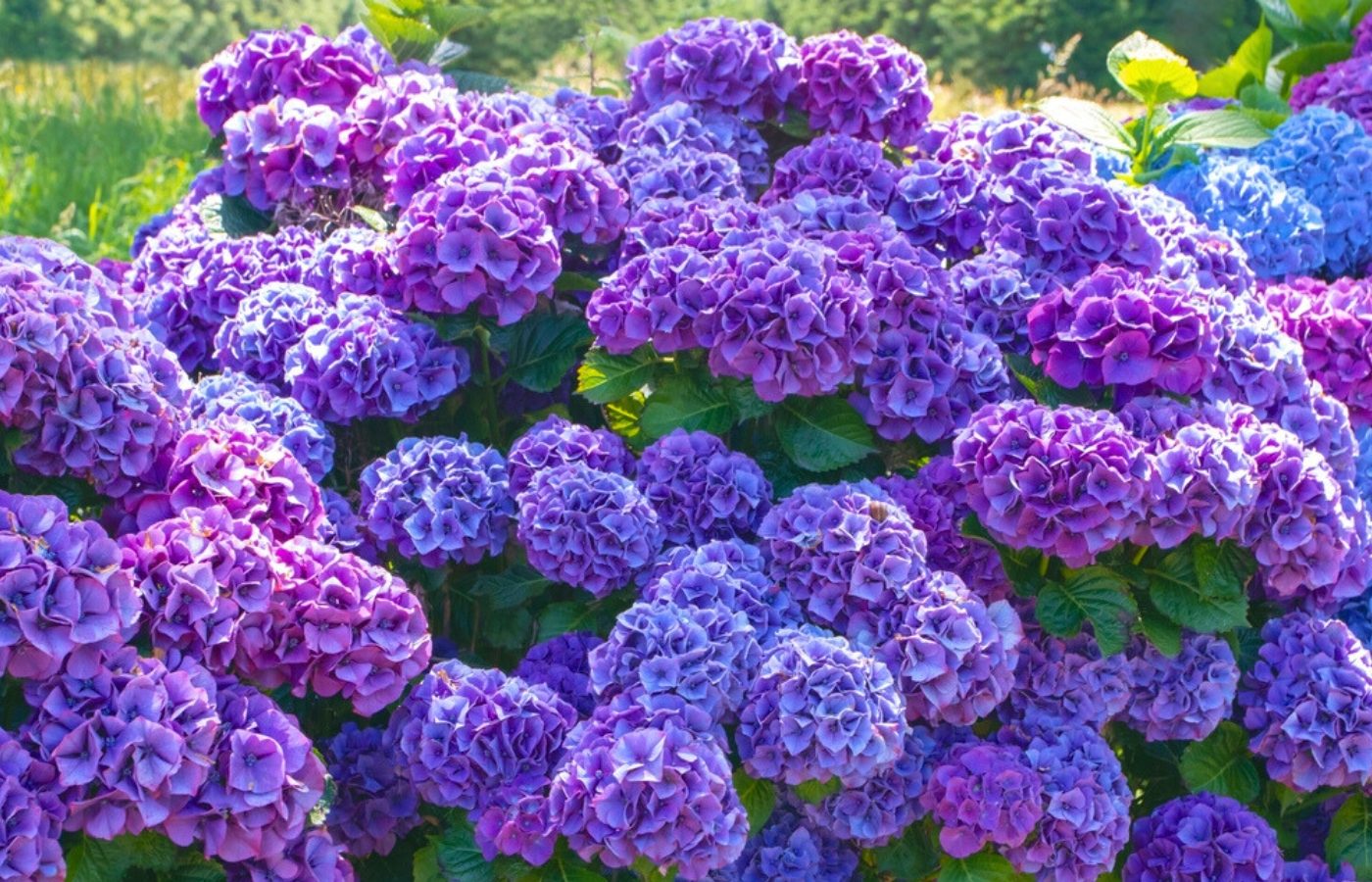 meilleur moment tailler hortensias
