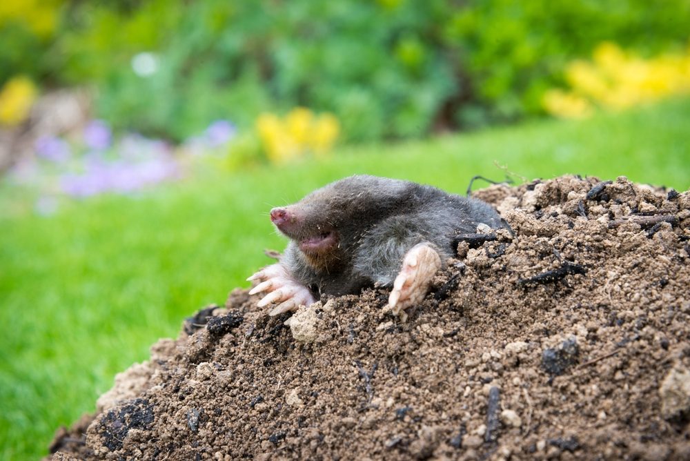 interdiction se débarrasser taupes