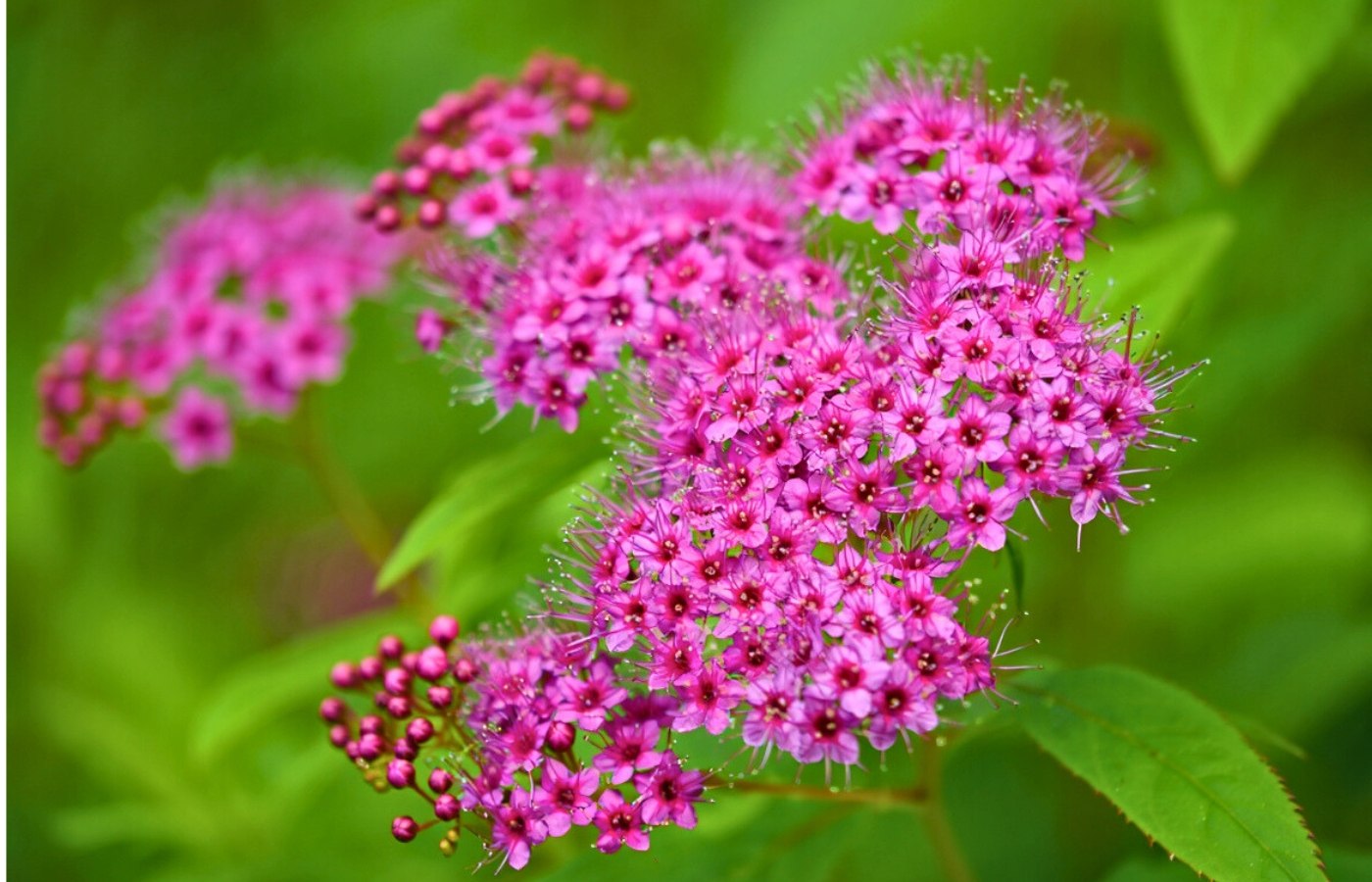 Cet arbuste idéal pour les jardins secs : pas d’arrosage, des fleurs magnifiques et un effet spectaculaire