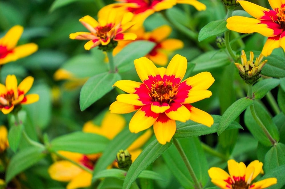3 magnifiques fleurs à planter en juin : elles raffolent du soleil et colorent votre jardin jusqu’en automne