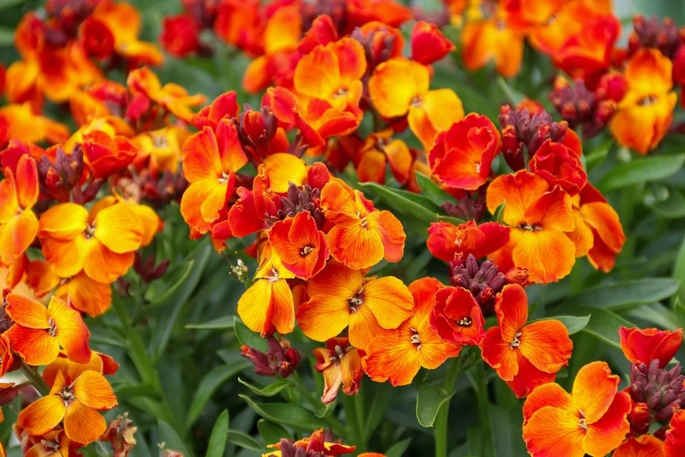 giroflée ravenelle fleur idéale