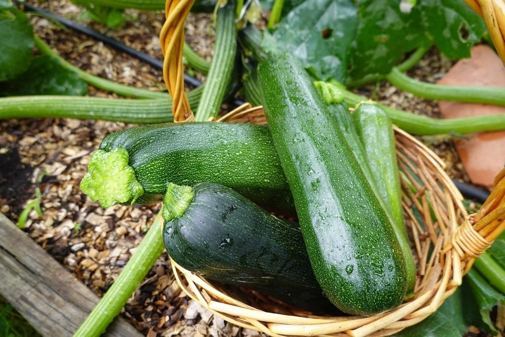 Cette astuce surprenante fait exploser vos récoltes de courgettes en un rien de temps (et c’est ultra simple)