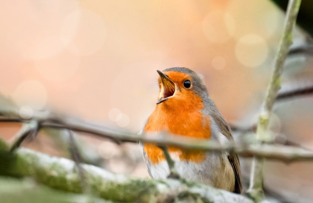 Canicule : ce geste facile à faire dans votre jardin peut littéralement sauver la vie de nombreux oiseaux