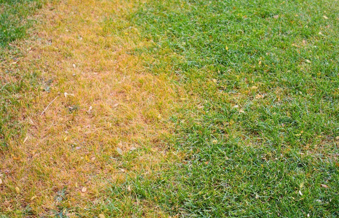 Votre gazon jaunit ? Voici l’ingrédient naturel à utiliser pour le sauver (n’attendez pas qu’il soit trop tard)