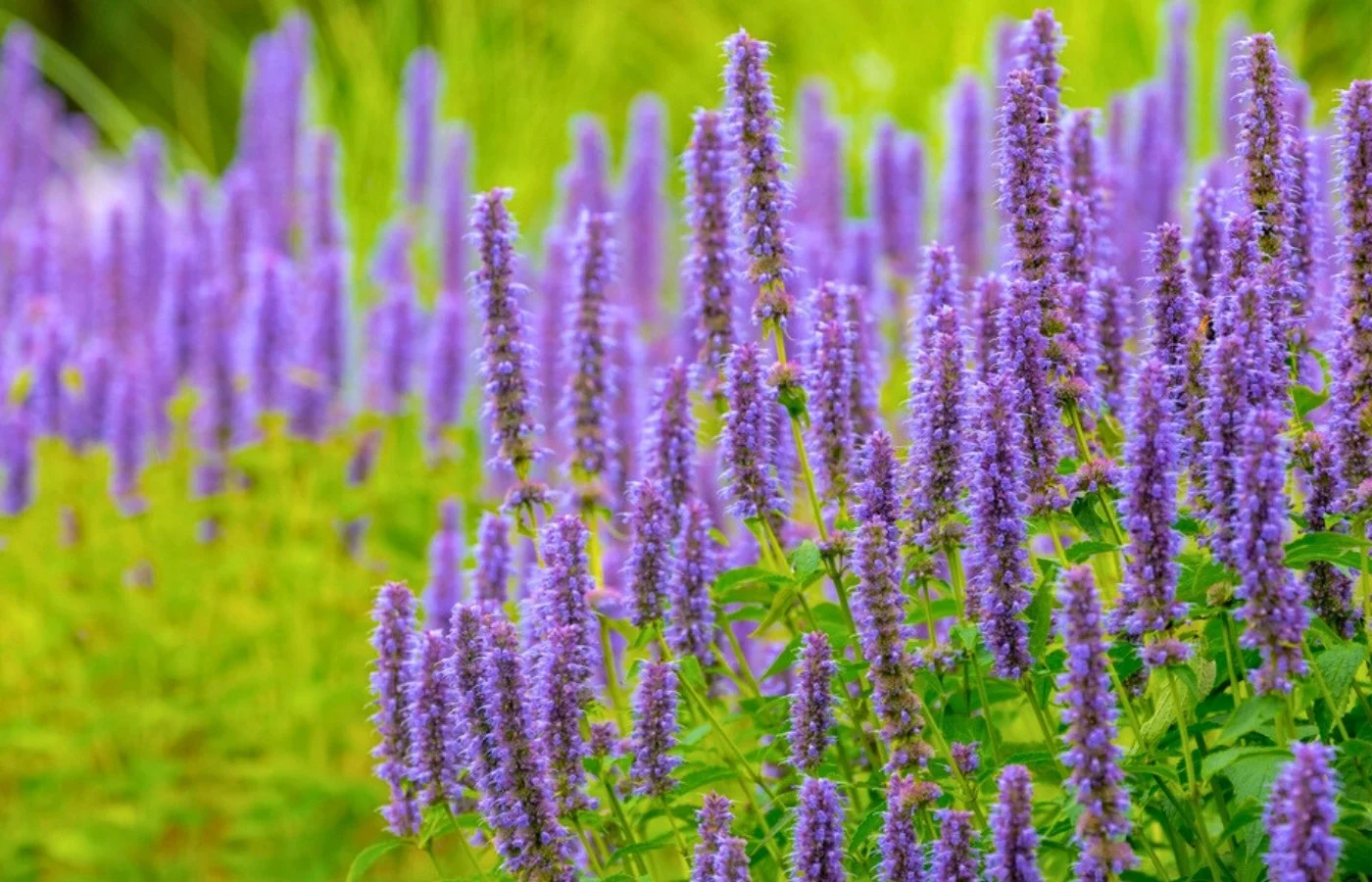 plante fait fuir moustiques