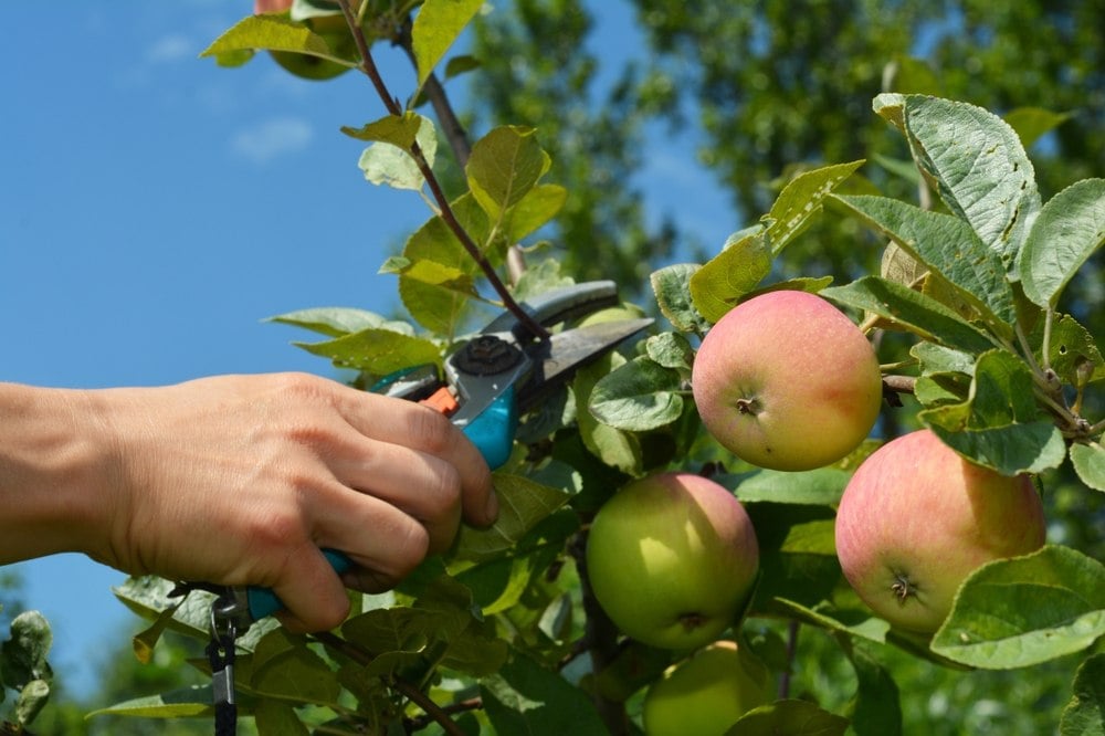 Pommiers en juillet : la taille que beaucoup trop de jardiniers oublient (et c’est une grosse erreur)