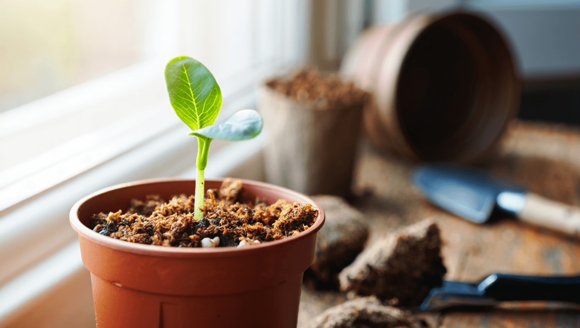 Votre christophine a germé ? Voici comment la planter correctement