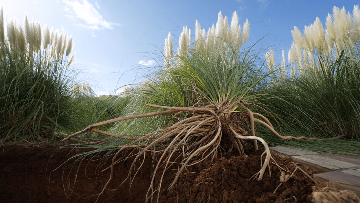 À quelle profondeur s’enfoncent les racines de l’herbe de la pampa ?