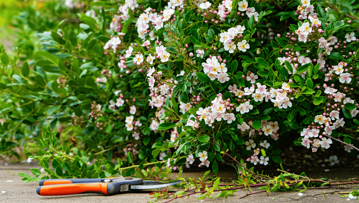 Comment tailler un laurier rose en pleine terre ?