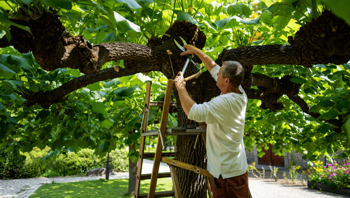 Comment tailler un tilleul en parasol ?