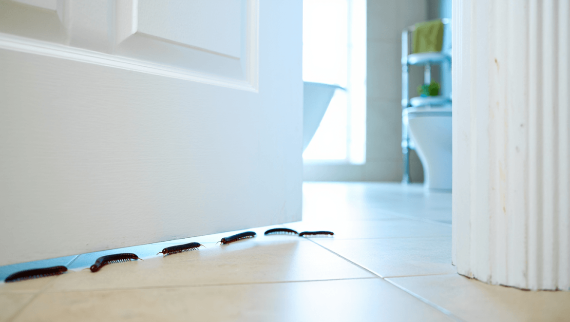 Vers noirs d’humidité : comment éliminer les iules chez vous ?