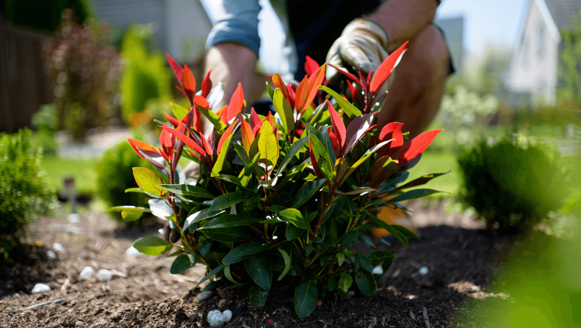 Quels sont les inconvénients du photinia pour le jardin ?