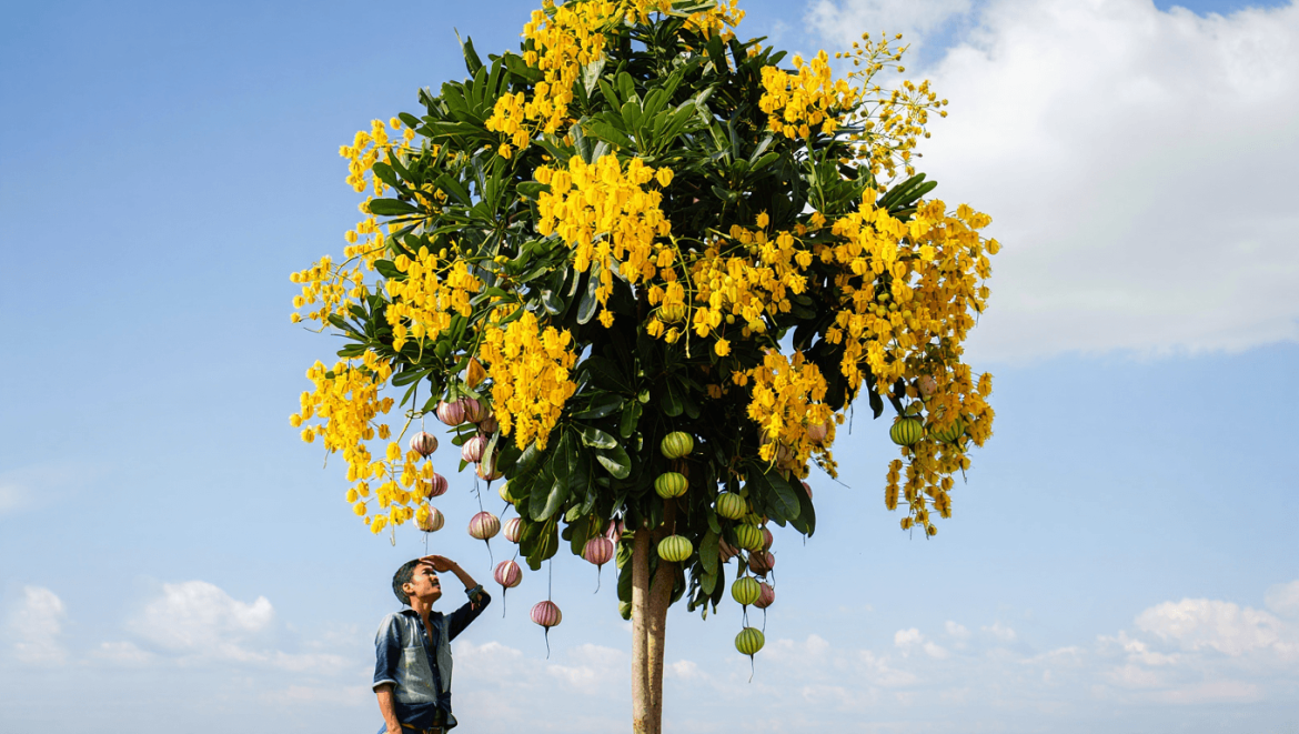 Les inconvénients de l’arbre savonnier à connaître avant de le planter