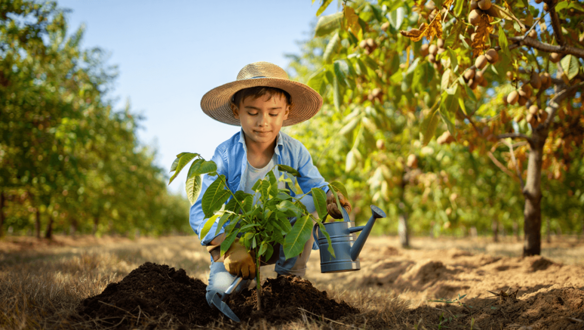 Cultiver des arbres à noix : le secret d’un verger généreux