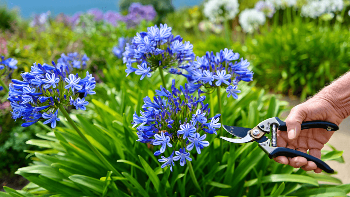 Ce que vous faites après la floraison des agapanthes bloque les fleurs suivantes
