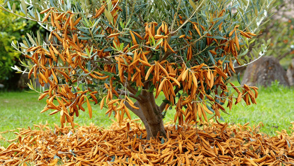 Olivier et feuilles marron : comment sauver votre arbre ?