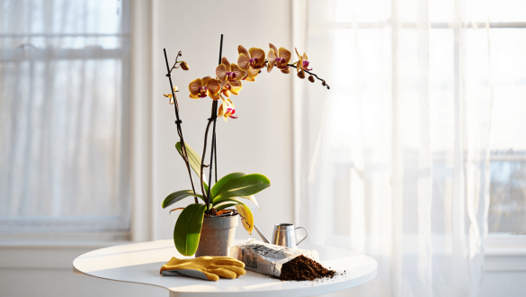 Comment sauver une orchidée morte : le guide complet pour la faire repartir