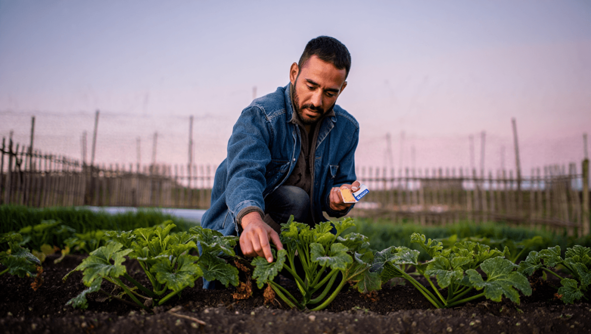 Quand planter courgettes : le calendrier pour réussir vos cultures