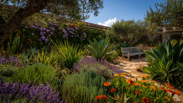 Ces plantes de jardin tiennent tout l’été sans arrosage