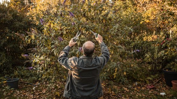 Deux voisins taillent leurs arbustes ce dimanche : un seul les retrouve beaux au printemps